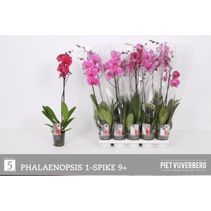 PHAL GEM 5 KL