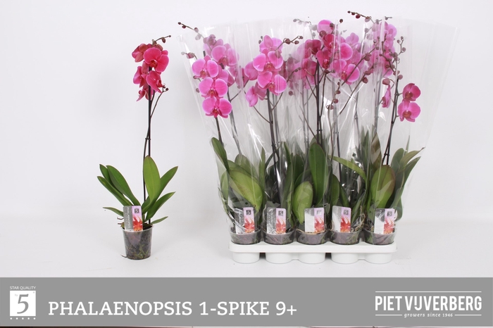 <h4>PHAL GEM 5 KL</h4>
