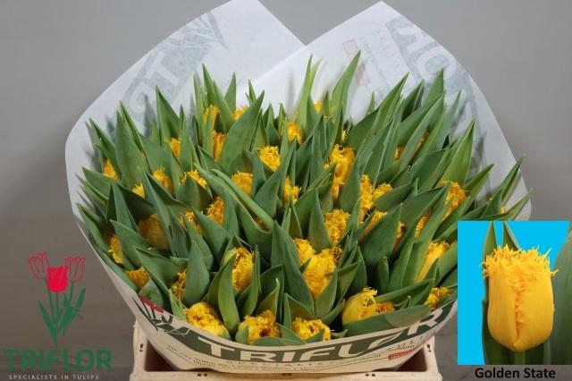 <h4>TU FR GOLDEN STATE</h4>