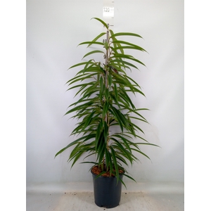 Ficus binn. 'Alii'
