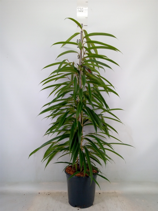 <h4>Ficus binn. 'Alii'</h4>