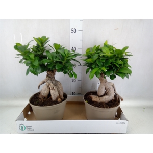 Ficus microcarpa 'Ginseng'