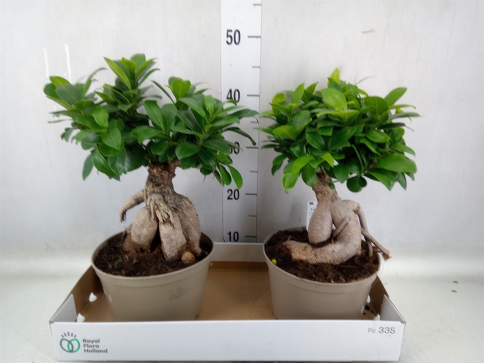 <h4>Ficus microcarpa 'Ginseng'</h4>