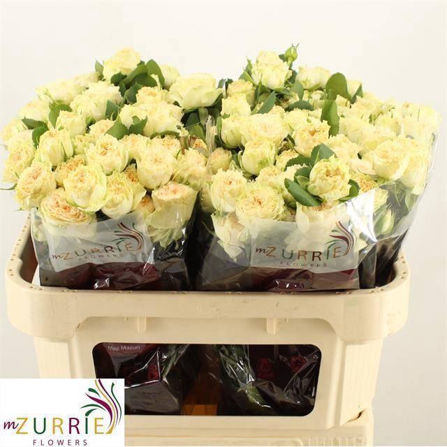 <h4>R TR SUMMERROSE</h4>