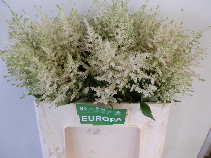 <h4>ASTIL JA EUROPA</h4>