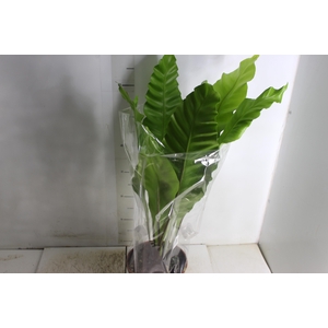 ASPLENIUM NIDUS P20