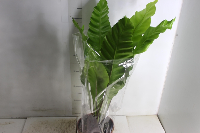 <h4>ASPLENIUM NIDUS P20</h4>