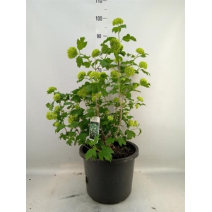 Viburnum opulus 'Roseum'