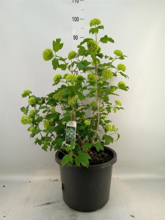 <h4>Viburnum opulus 'Roseum'</h4>