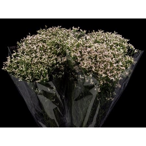 Limonium Pink Activa