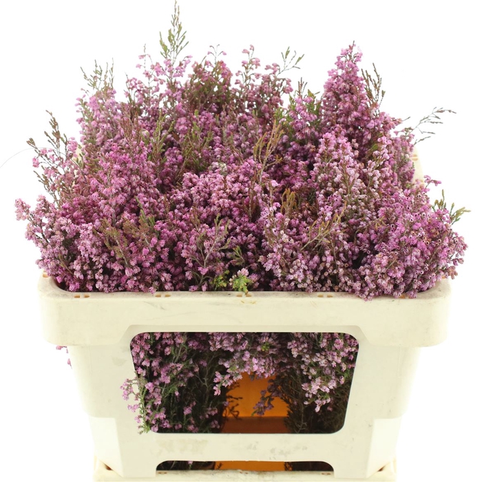 <h4>Erica Milanthera</h4>