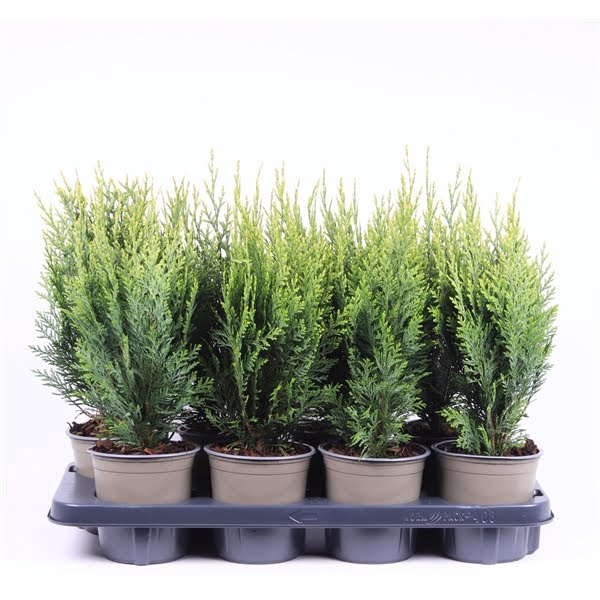 <h4>Chamaecyparis lawsoniana 'White Spot'</h4>