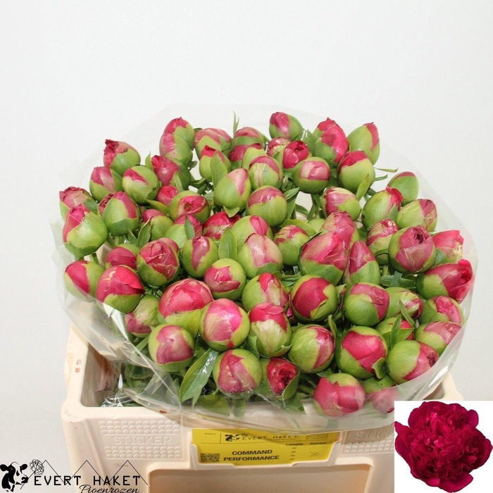 <h4>PAEO COM PERFORMANCE</h4>