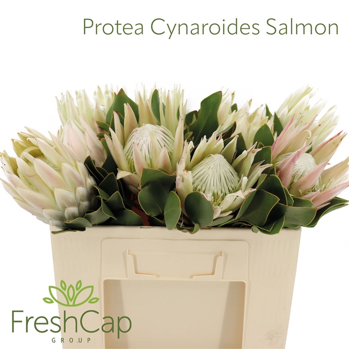 <h4>Protea Cynaroides Salmon</h4>