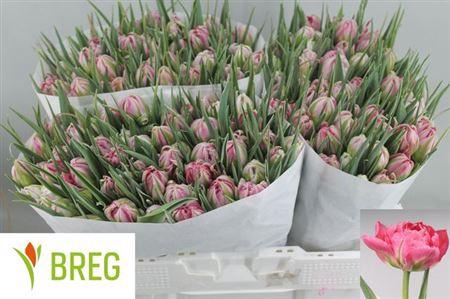 <h4>Tu Du Flash Point</h4>