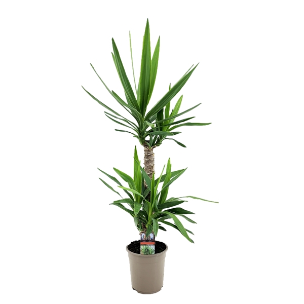 <h4>Yucca elephantipes 60-20</h4>