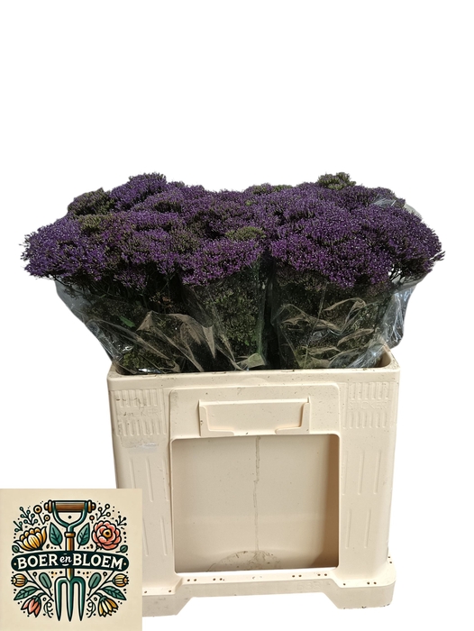 <h4>TRACH LAKE F PURPLE</h4>