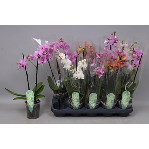 PHAL MF GEM 4 KL