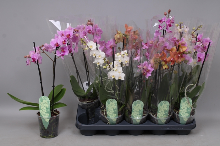 <h4>PHAL MF GEM 4 KL</h4>