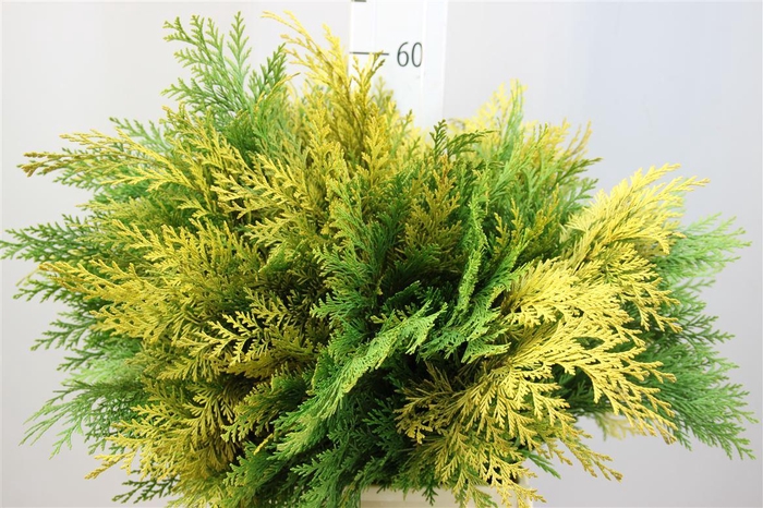 <h4>Conifeer Fust Geel</h4>