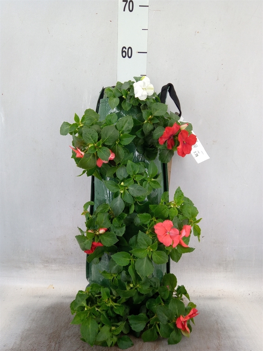 <h4>Impatiens wall.   ...</h4>