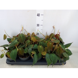 Philodendron scand. subsp. micans