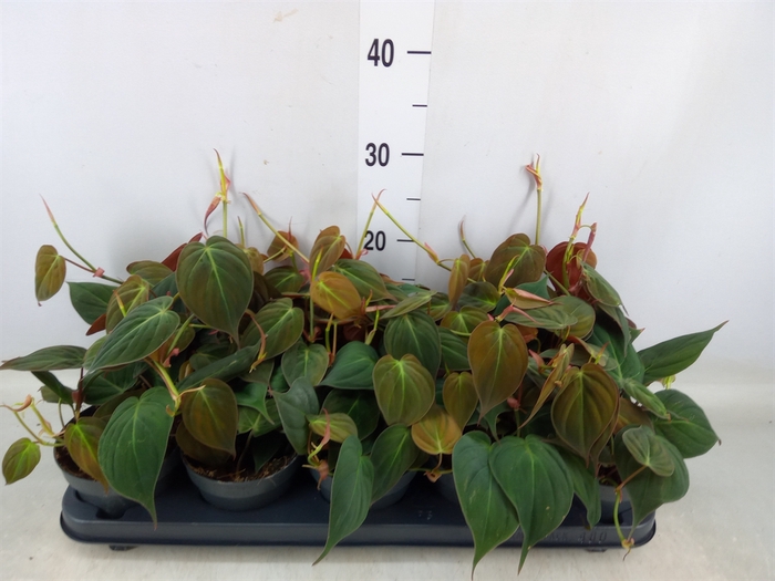 <h4>Philodendron scand. subsp. micans</h4>