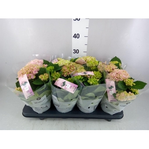 Hydrangea mac. 'Magical Revolution'
