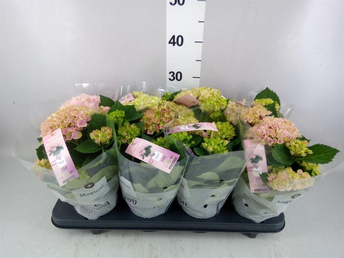 <h4>Hydrangea mac. 'Magical Revolution'</h4>
