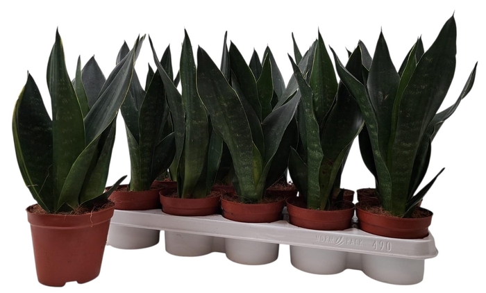 <h4>SANSEV TRIFASCIA  OV</h4>