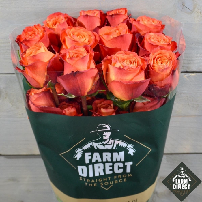 <h4>R GR ORANGE ONLY</h4>