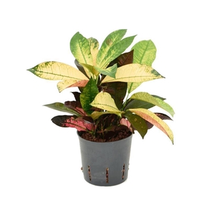 Croton (Codiaeum) variegatum 'Mrs. Iceton'