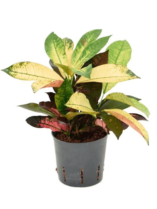 <h4>Croton (Codiaeum) variegatum 'Mrs. Iceton'</h4>