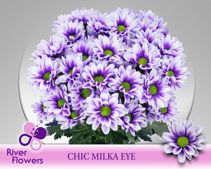 <h4>CHR T CHIC KLB H%</h4>