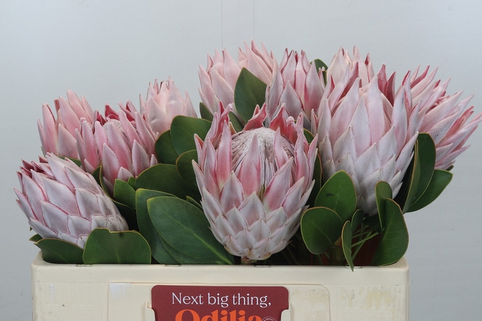 <h4>Protea Cynaroides</h4>