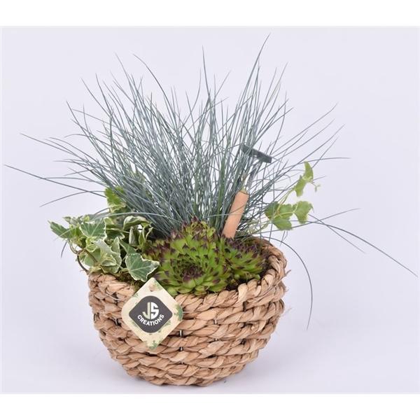 <h4>Mais mand 18cm</h4>