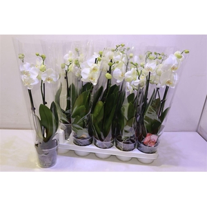 arr8 Phal Wit 2 Tak Kort