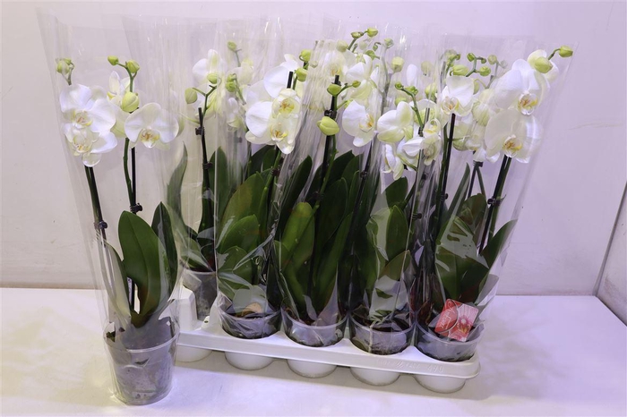 <h4>arr8 Phal Wit 2 Tak Kort</h4>