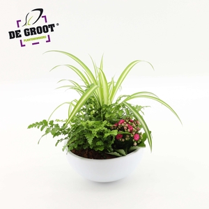 Arrangement Chlorophytum in schaal