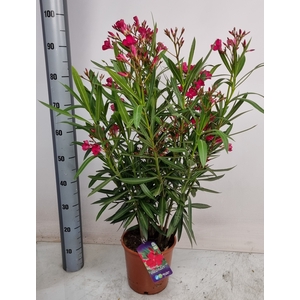 NERI OLEANDER