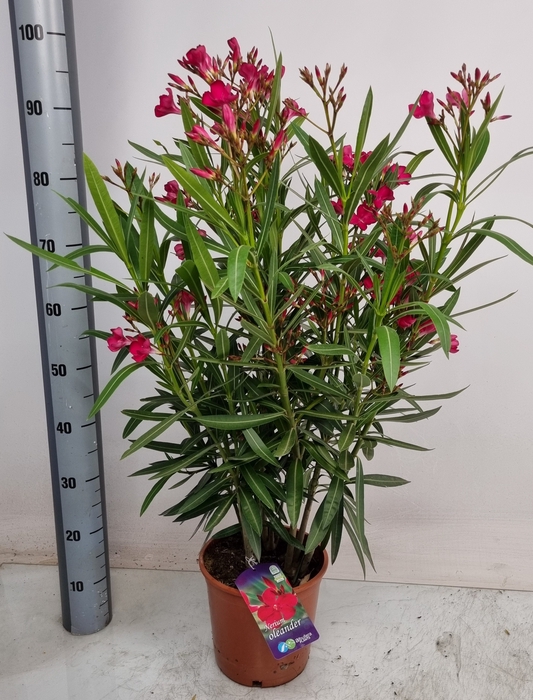 <h4>NERI OLEANDER</h4>