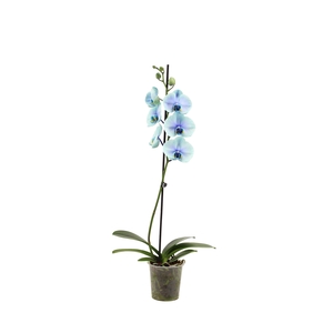 Phal I Am Northern Light 1T9+ (24 uur levertijd)