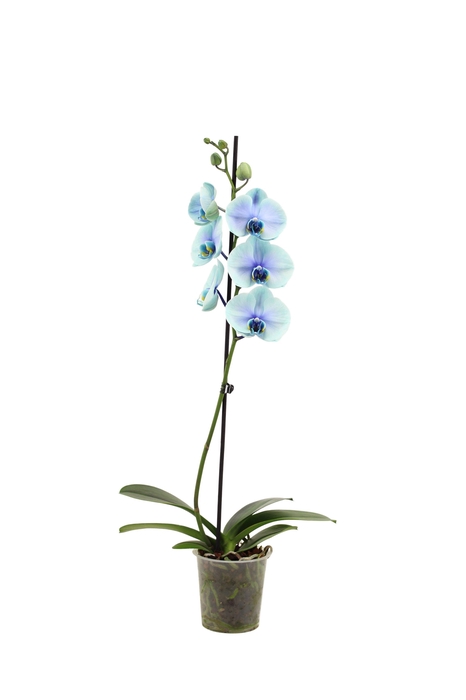 <h4>Phal I Am Northern Light 1T9+ (24 uur levertijd)</h4>
