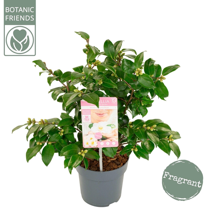 <h4>Camellia ja.'Winter Perfume Pearl'® Premium</h4>