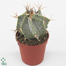 Astrophytum Ornatum (Group)