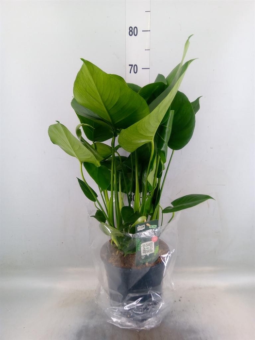 <h4>Monstera delic.</h4>