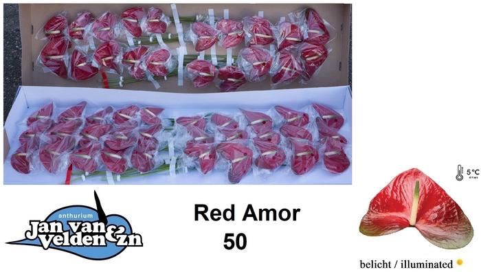 <h4>Anthurium Red Amor</h4>