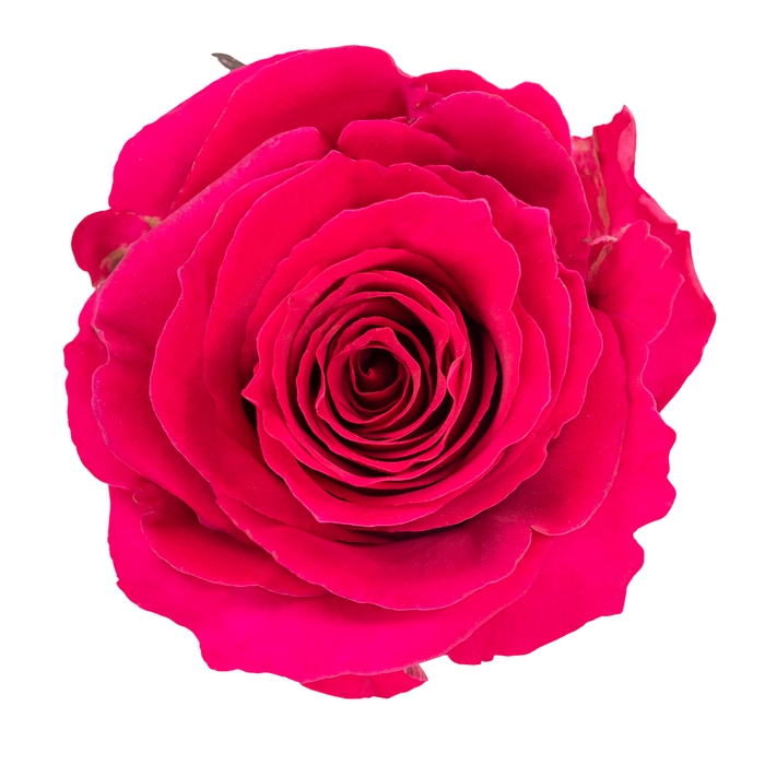 <h4>Rosa Ec Gotcha</h4>