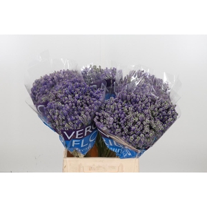 Veron Smart Fountain Spray