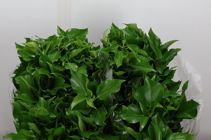 <h4>Hedera 400 Gr</h4>